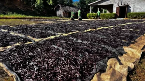 Plantation de vanille et séchage traditionnel à Madagascar