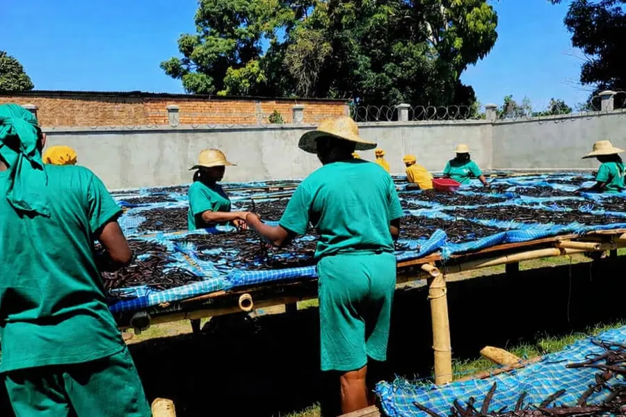 Séchage de la vanille Bourbon au soleil à Madagascar – producteurs locaux de My Spices Land